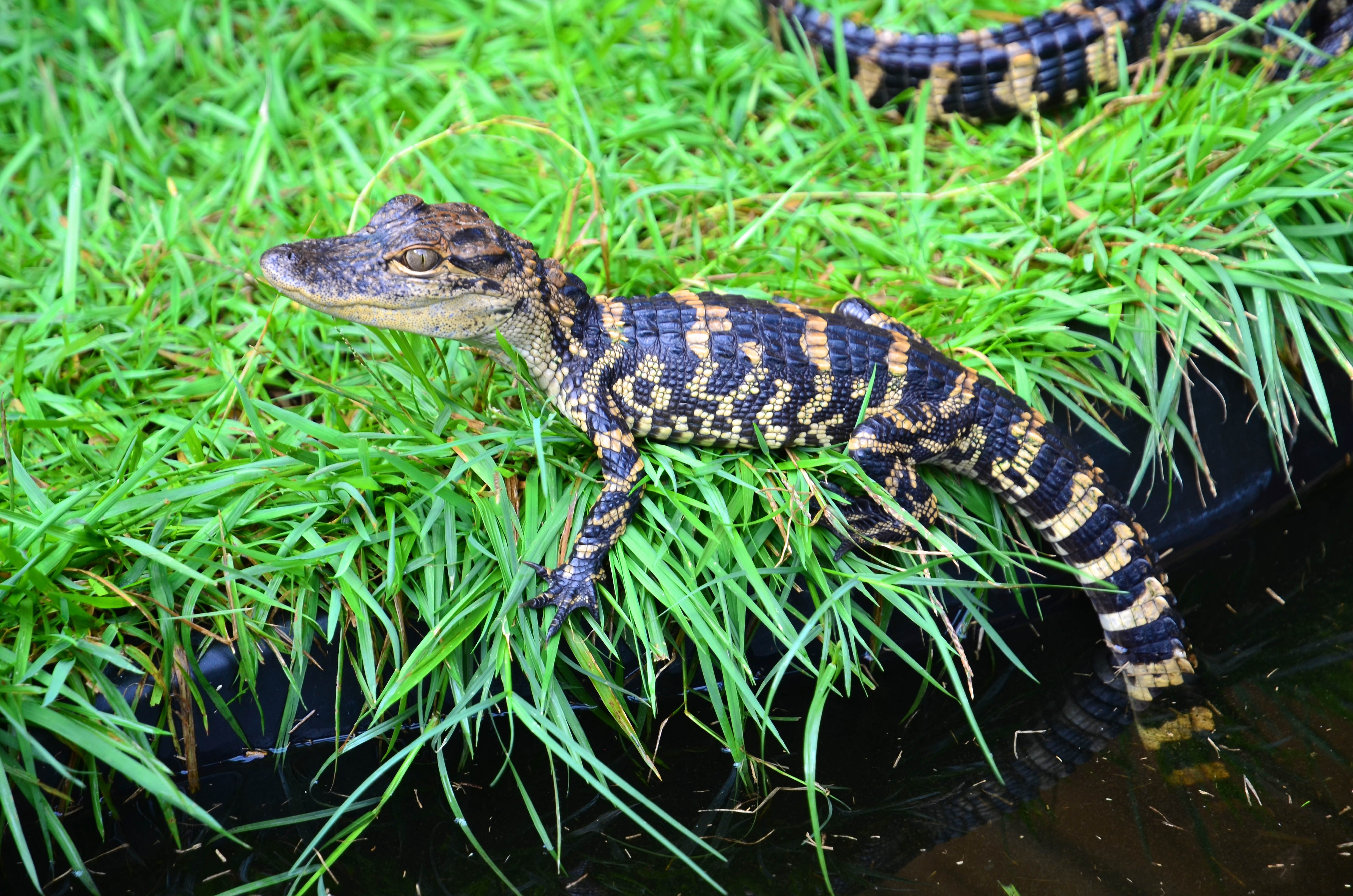 Chasseurs de pythons La rafle des crotales.jpg